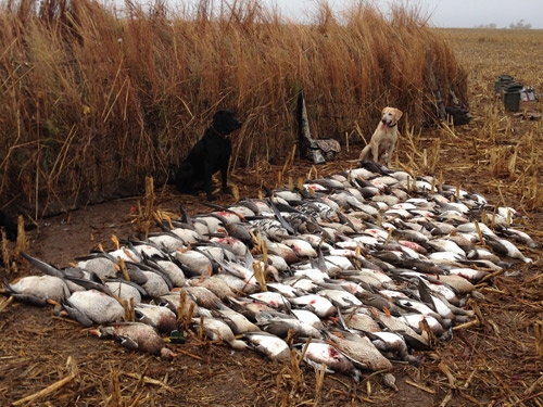 waterfowl-hunting